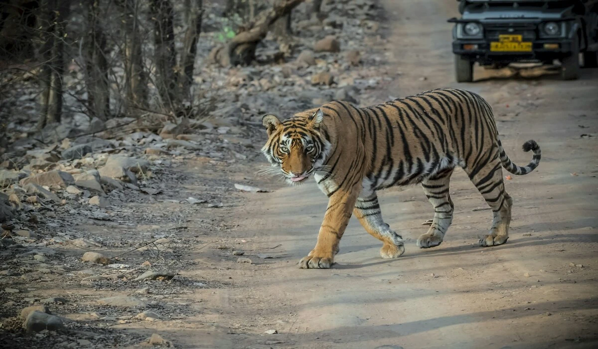 Royal Bengal tiger walking near waterhole inside Ranthambore National Park in February
