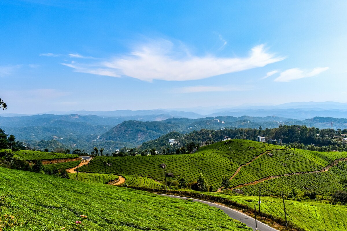 Tea gardens in Munnar